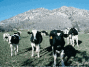 Livestock