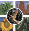 Seed Companies